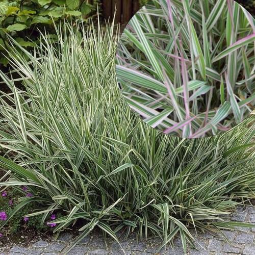 Phalaris arundinacea 'Picta' - Päideroog 'Picta' P9/0,55L 
